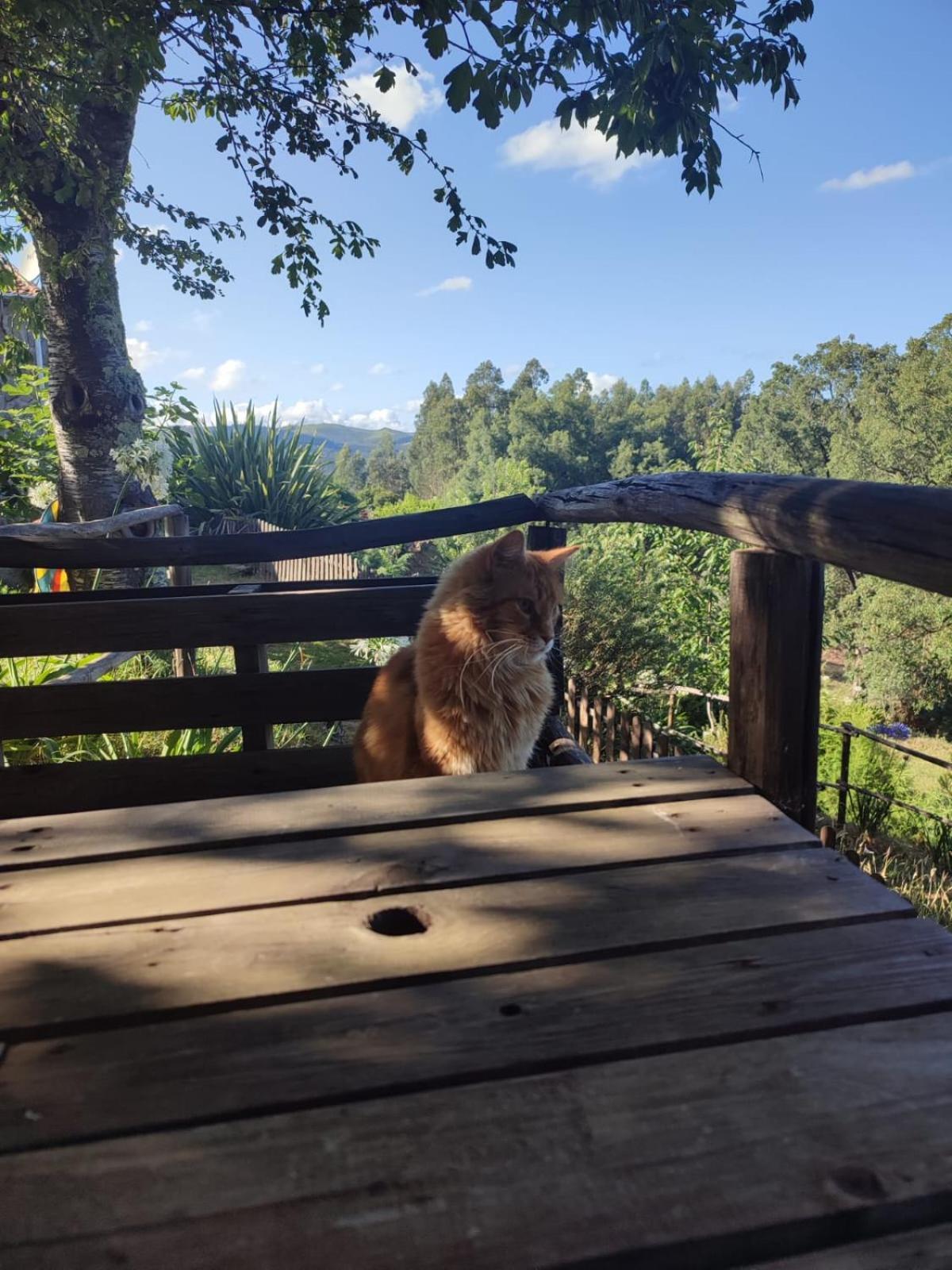 Alojamento Casa Do Cabeco Alombada Macinhata do Vouga ภายนอก รูปภาพ
